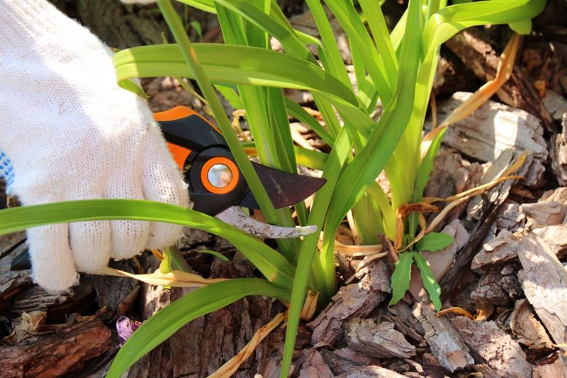 You Might Be Cutting Perennial Stems Down Too Soon You Might Be Cutting Perennial Stems Down Too Soon