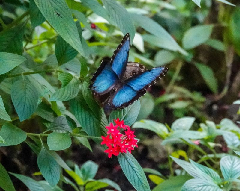 You Might End Up With a Butterfly on Your Shoulder