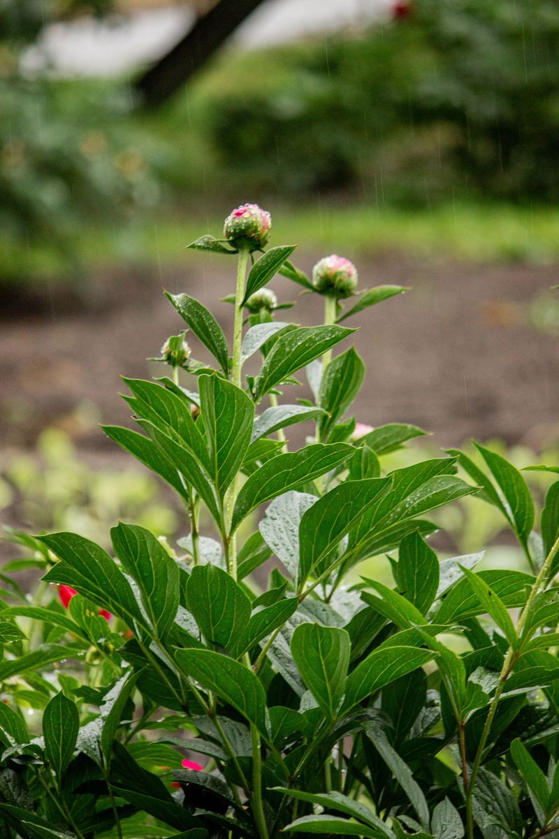 You Might Spot These Peony Troubles If You Skip Cleanup