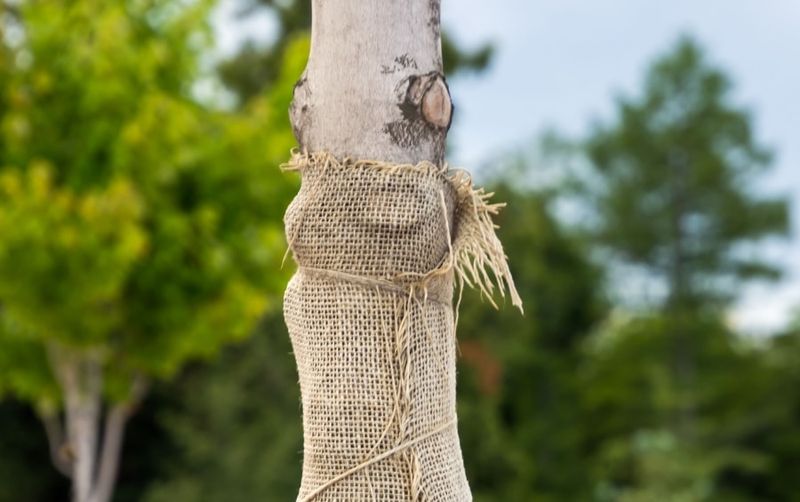 You Should Avoid Leaving Wraps On Past Early Spring You Should Avoid Leaving Wraps On Past Early Spring