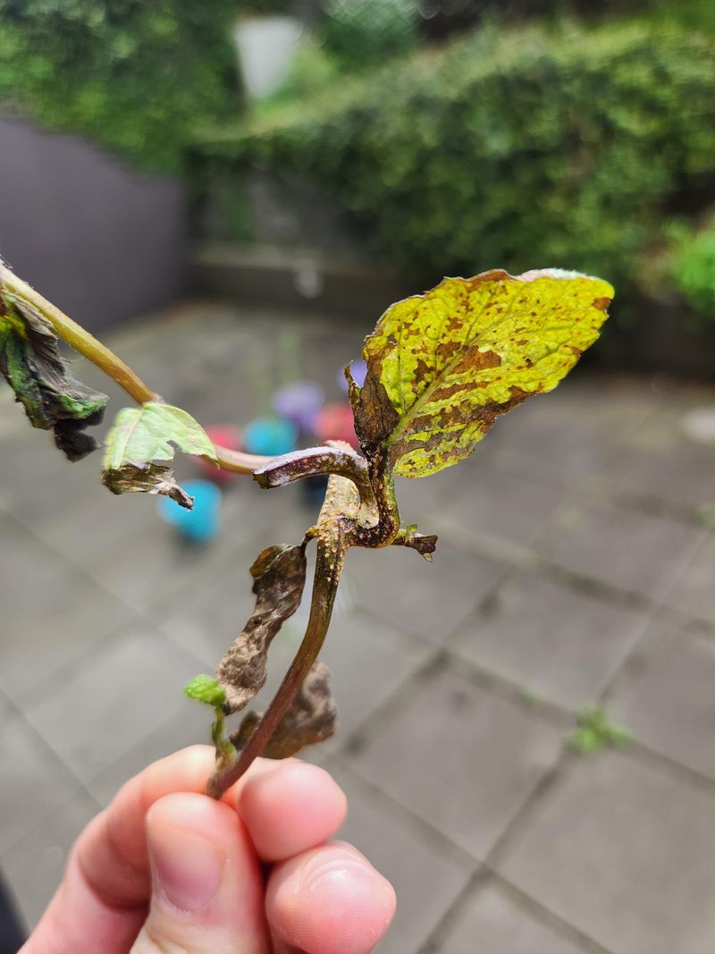 You Should Clear Out Old Leaves Under Every Patch You Should Clear Out Old Leaves Under Every Patch