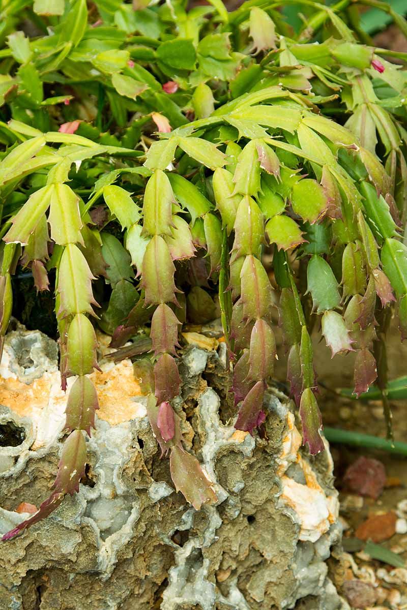 You Should Definitely Avoid These Bud Drop Mistakes You Should Definitely Avoid These Bud Drop Mistakes