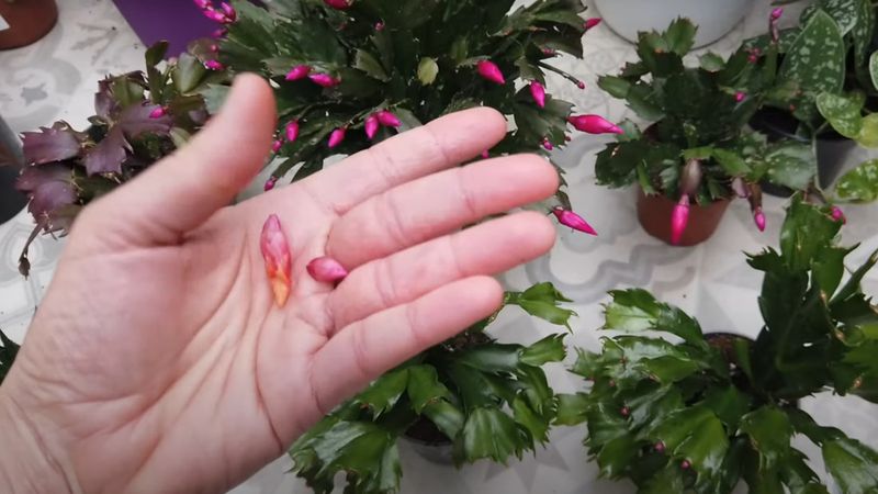 You Should Skip These Common Bud Mistakes