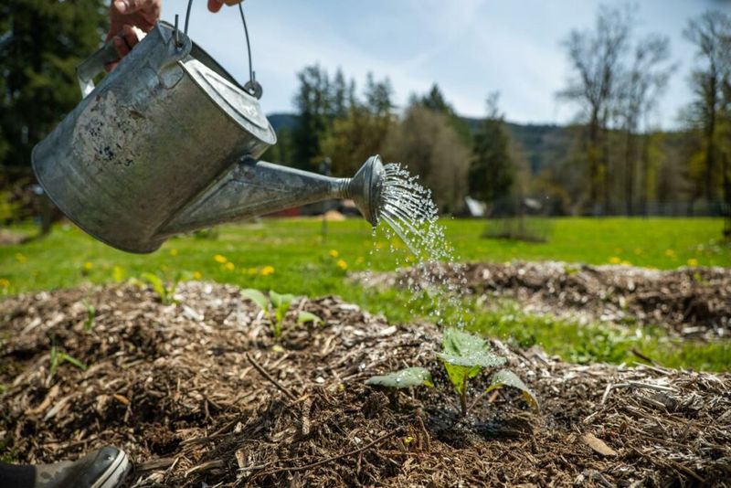 You Should Water The Soil The Day Before A Frost