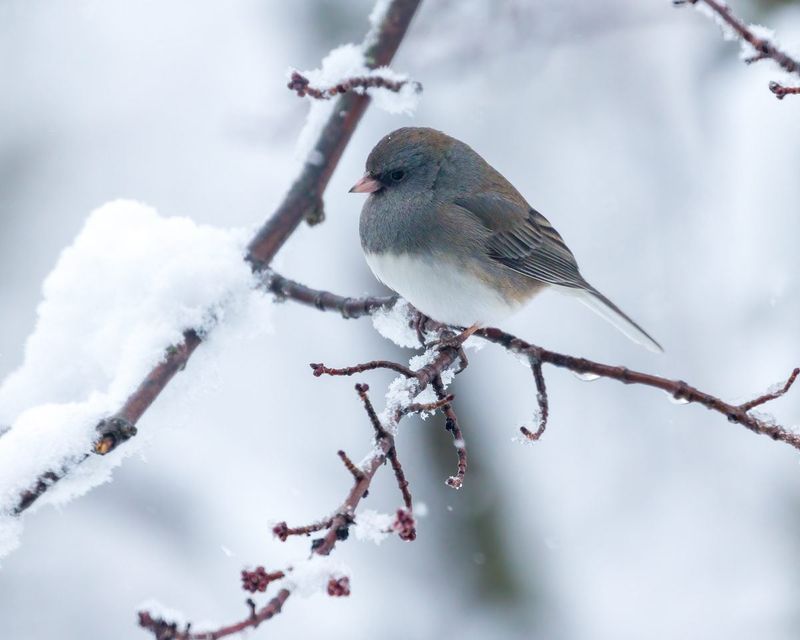 You Will Notice Small Flocks Sticking Together Through Missouri Winters You Will Notice Small Flocks Sticking Together Through Missouri Winters