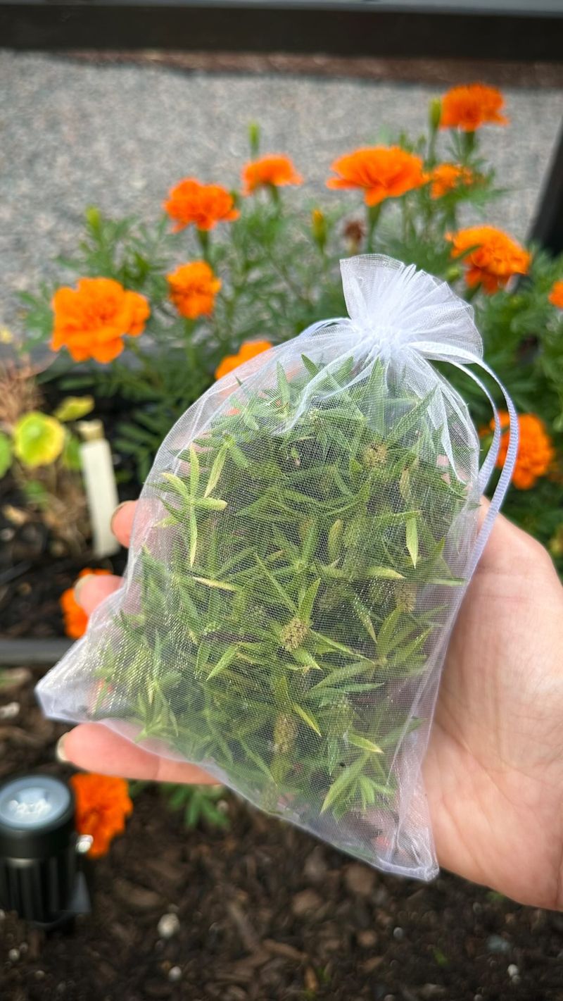 You Will Want Organza Over Plastic For Drier Seeds You Will Want Organza Over Plastic For Drier Seeds