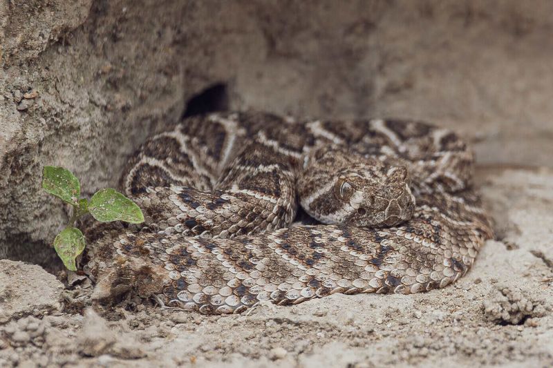 You cannot recruit a wild kingsnake as a bodyguard