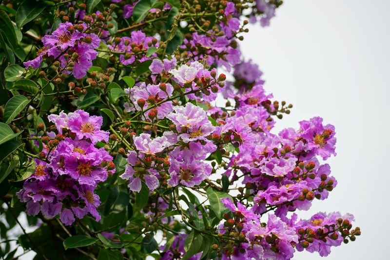 You'll Lose Its Winter Beauty