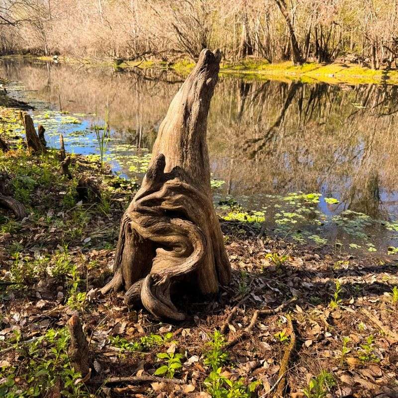 You’ll Mostly See Them On Trees Growing In Water