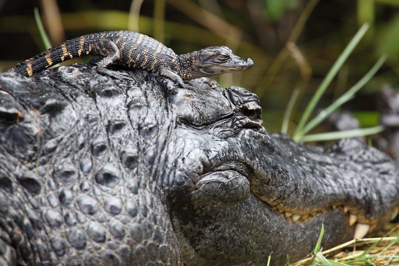Young Alligators Can Stay Near Mom For Years