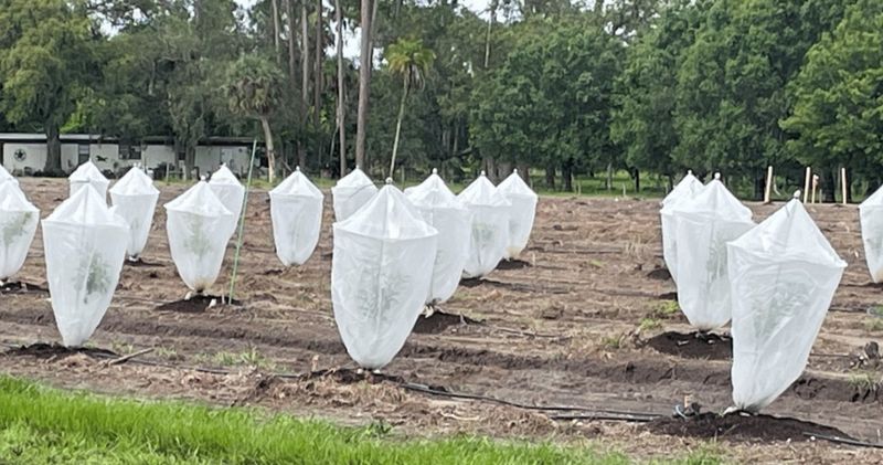 Young Citrus Trees Need A Warm Hug