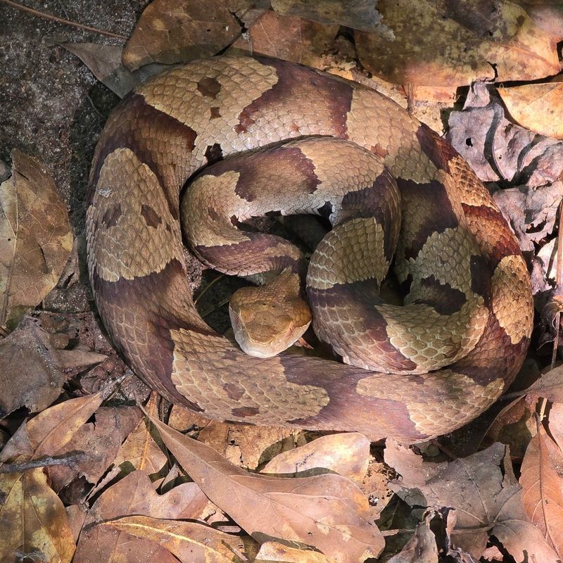 Young Copperheads Have Distinctive Hourglass Bands
