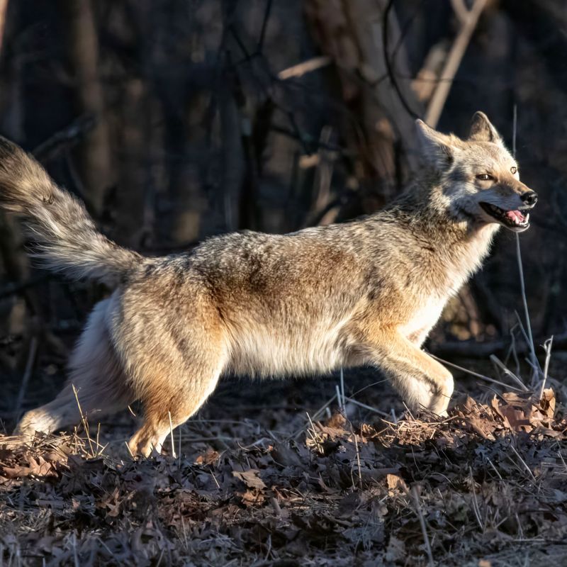 Young Coyotes Leave Their Family Groups To Find New Territory