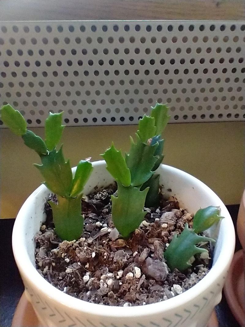 Young Cuttings Need A Little More Time
