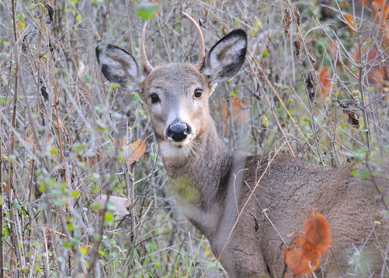Young Deer Are Finding Their Own Way