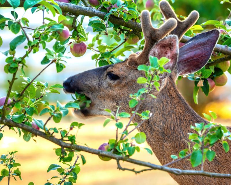 Young Fruit Trees Face A Double Threat Young Fruit Trees Face A Double Threat