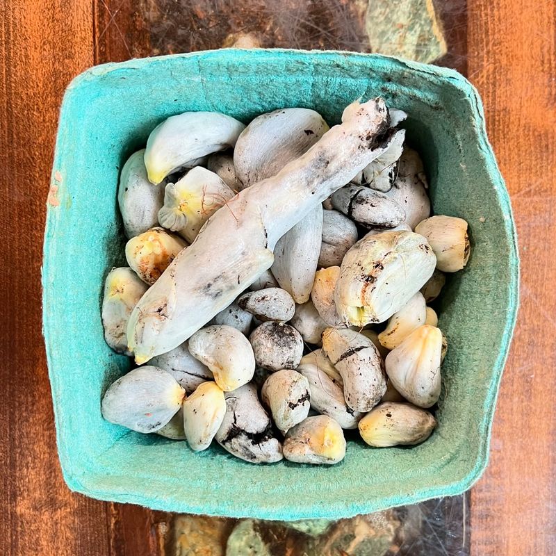 Young Galls Are Eaten As A Delicacy In Some Cuisines