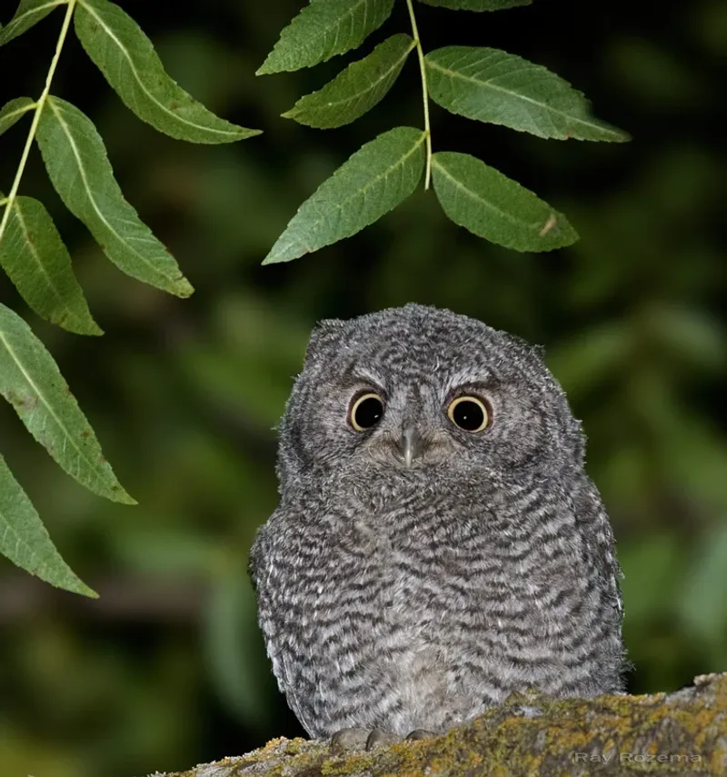 Young Owls Disperse In Autumn Young Owls Disperse In Autumn