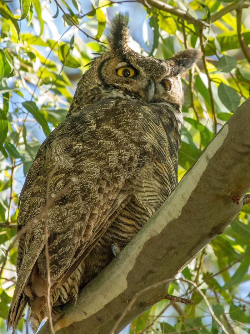Young Owls May Be Calling In Spring And Summer