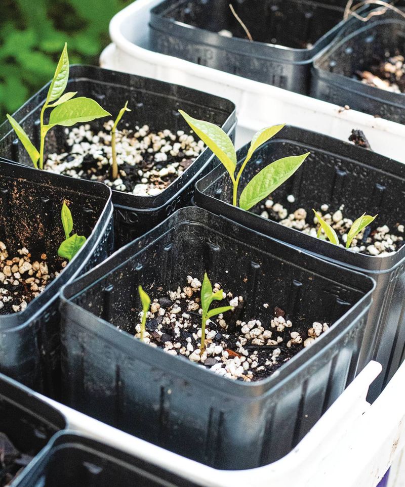 Young Pawpaw Seedlings Crave Shade Before They Want Sun Young Pawpaw Seedlings Crave Shade Before They Want Sun
