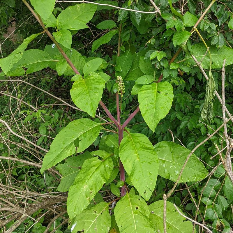 Young Plants Pull Up More Easily Than Established Taproots