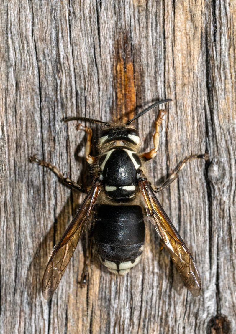 Young Queens Leave To Overwinter Under Bark Or Logs Young Queens Leave To Overwinter Under Bark Or Logs
