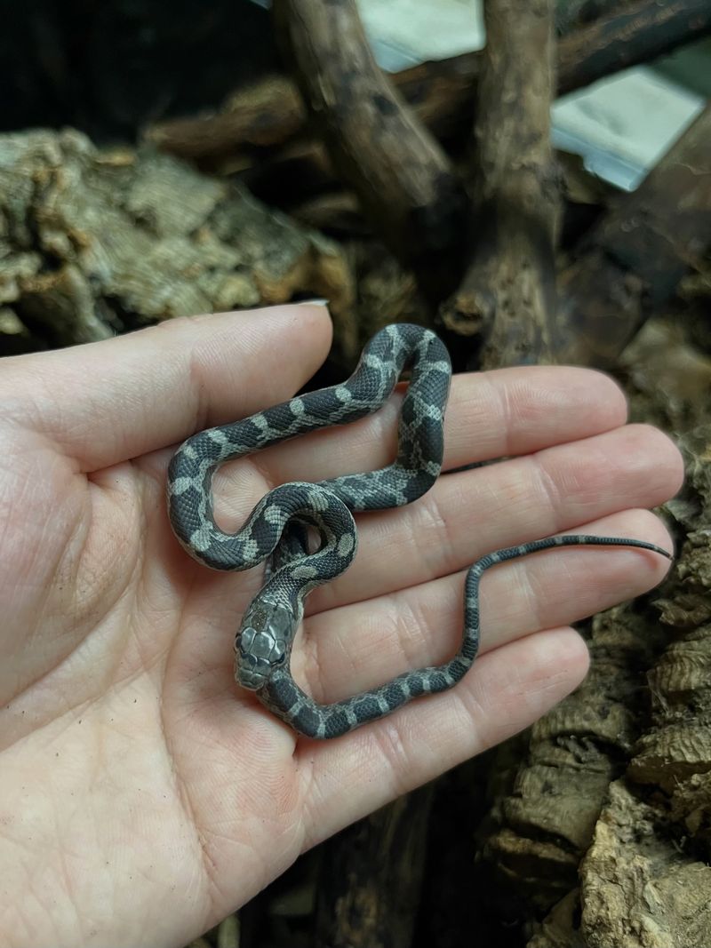 Young Rat Snakes Wear Squarish Saddles Instead Young Rat Snakes Wear Squarish Saddles Instead