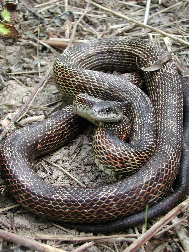 Young Ratsnakes Often Appear In Fall Young Ratsnakes Often Appear In Fall