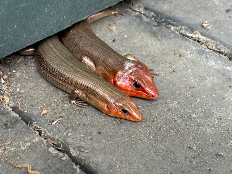 Young Skinks Look Different With Stripes And Bright Blue Tails