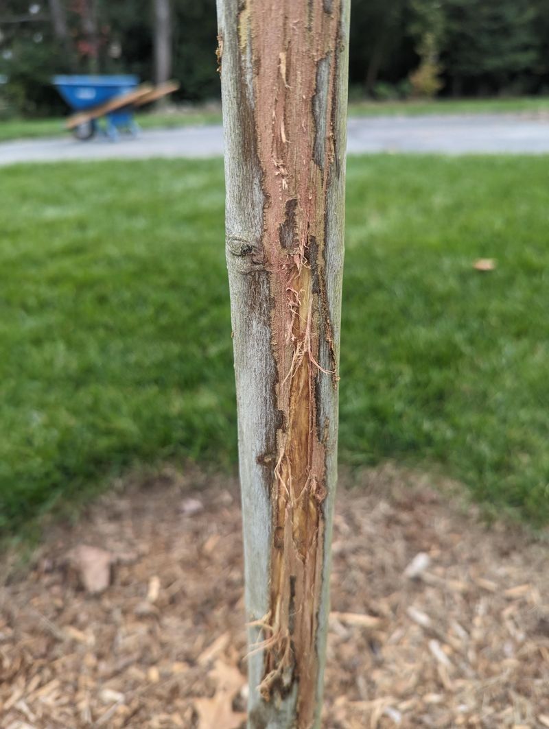 Young, Smooth-Barked Trees Take The Hardest Hits