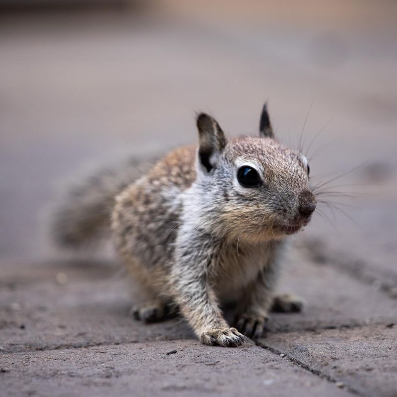 Young Squirrels Stay Active Through October