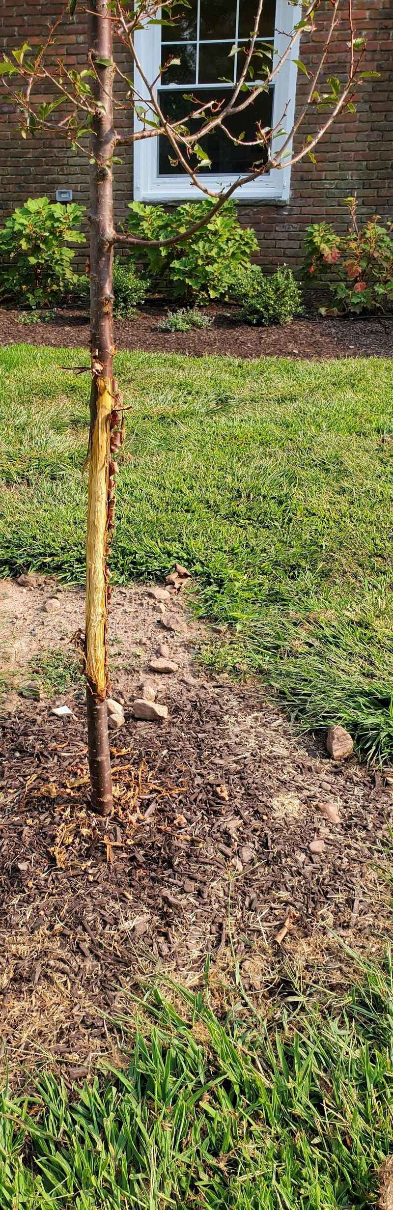 Young, Thin-Barked Trees Take The Worst Of It Young, Thin-Barked Trees Take The Worst Of It