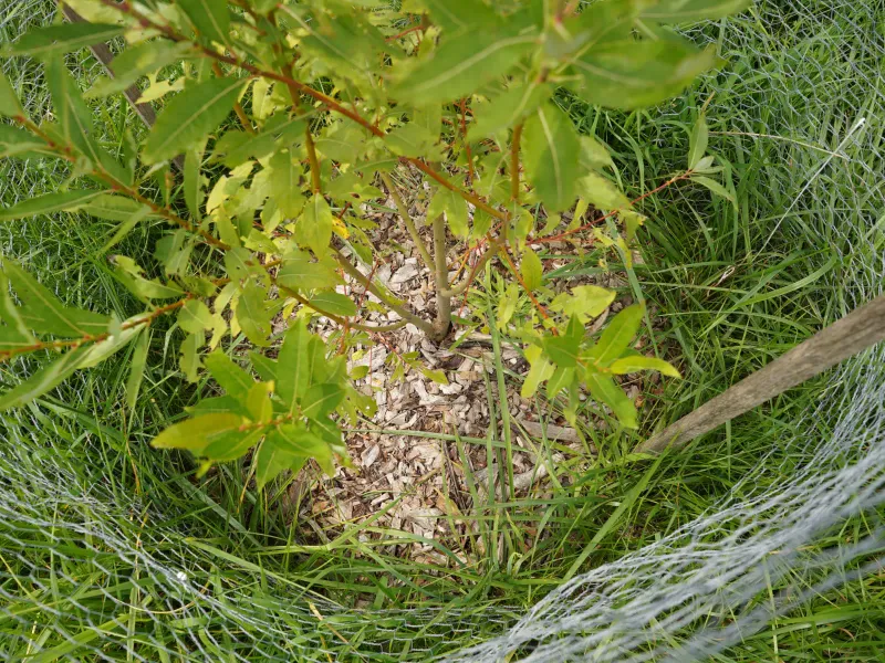 Young Trees And Shrubs Are Tempting Targets