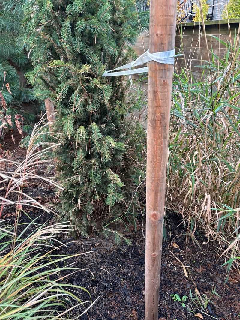 Young Trees Need A Little Extra Help Young Trees Need A Little Extra Help