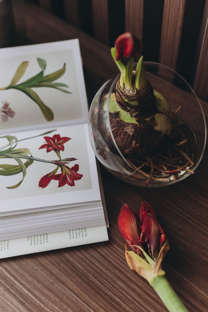 Your Amaryllis Bulb Might Still Be Taking Its Long Winter Nap
