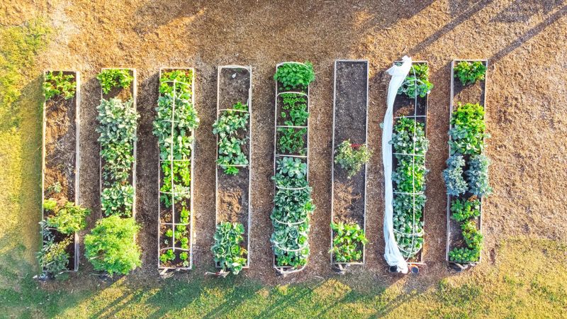 Your Beds Need A Rotation Map For Next Spring