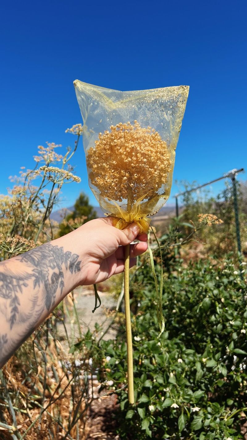 Your Best Moment To Tie A Bag Over A Seed Head Your Best Moment To Tie A Bag Over A Seed Head