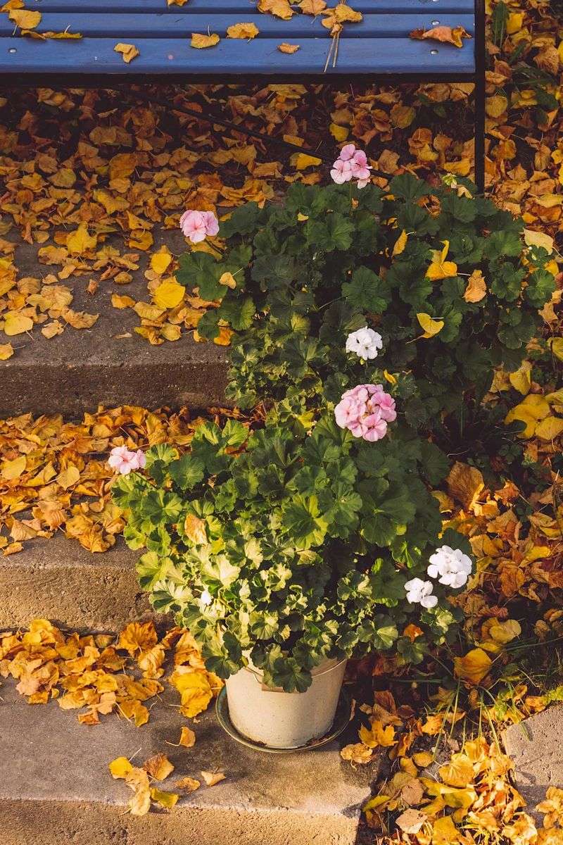 Your Best Window Closes With The First Frost Forecast