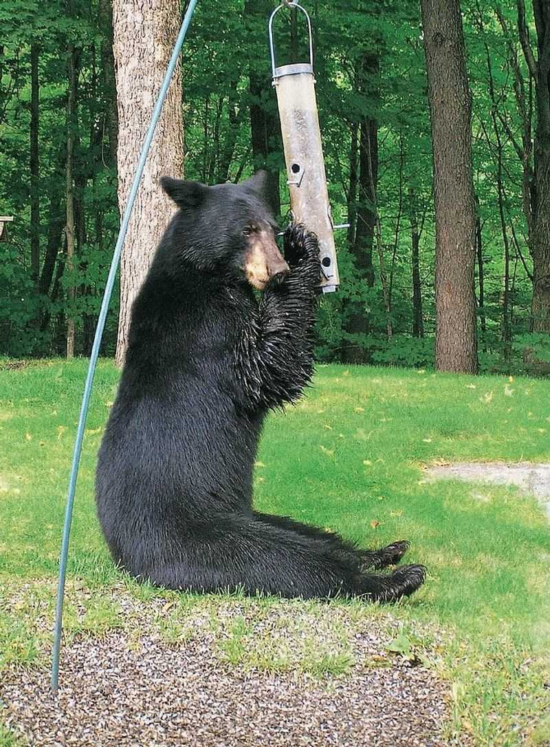 Your Bird Feeder Offers Exactly The Kind Of Meal Bears Want