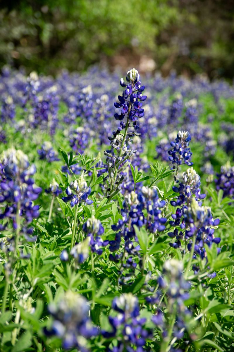 Your Bluebonnets Are Counting on a Cool Winter Head Start Your Bluebonnets Are Counting on a Cool Winter Head Start