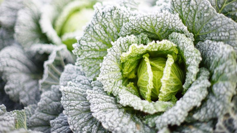 Your Cabbage Heads Get Milder After A Cold Snap
