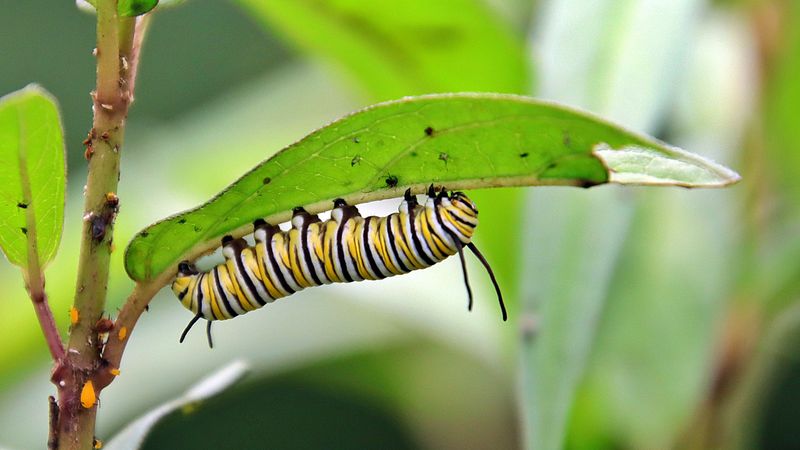 Your Caterpillar Sightings Can Help Monarch Scientists Your Caterpillar Sightings Can Help Monarch Scientists