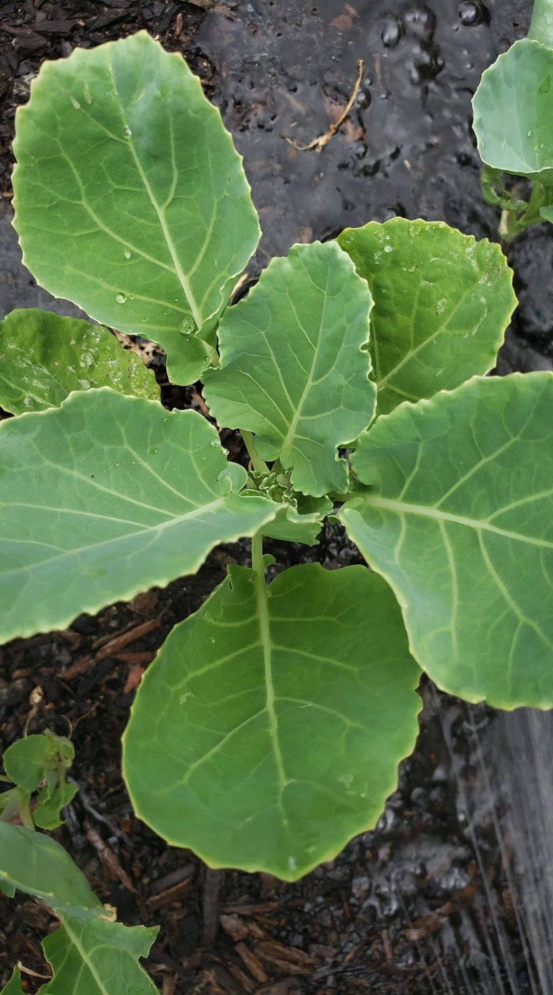 Your Collards Can Handle More Cold Than You Expect