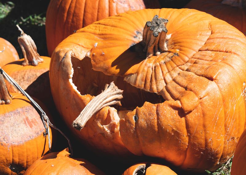 Your Compost Bin Will Gobble Up Pumpkin Chunks Fast