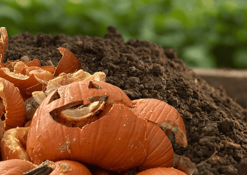 Your Compost Pile Is The Happiest Home For Spent Pumpkins Your Compost Pile Is The Happiest Home For Spent Pumpkins