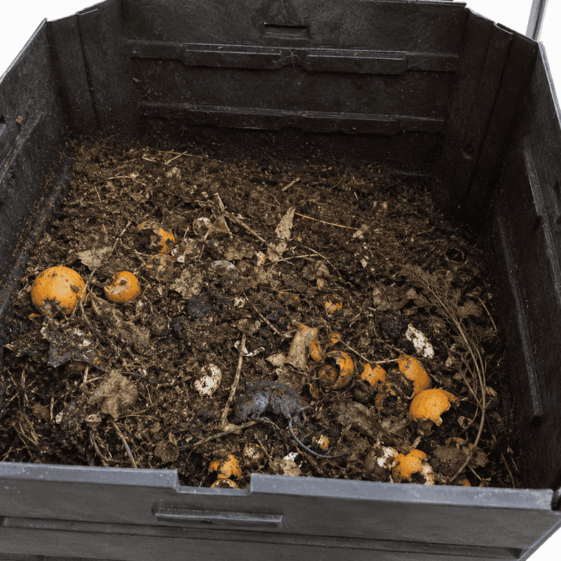 Your Compost Pile Might Be Feeding Uninvited Guests