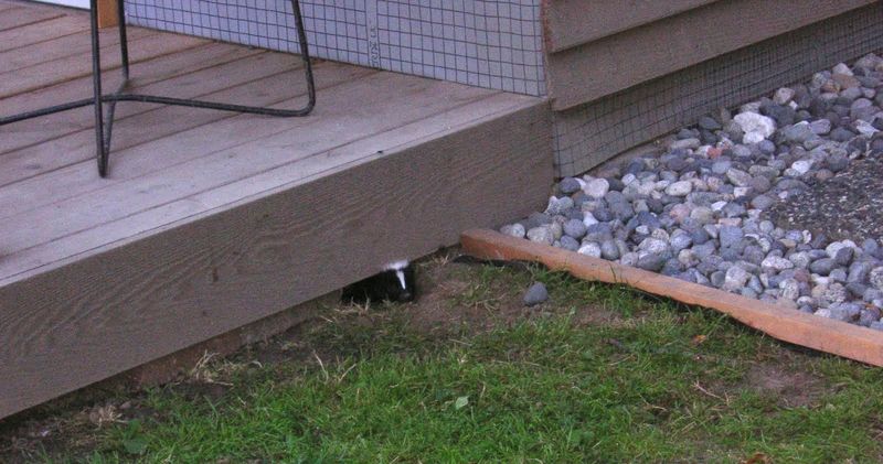 Your Deck Offers A Ready Made Den
