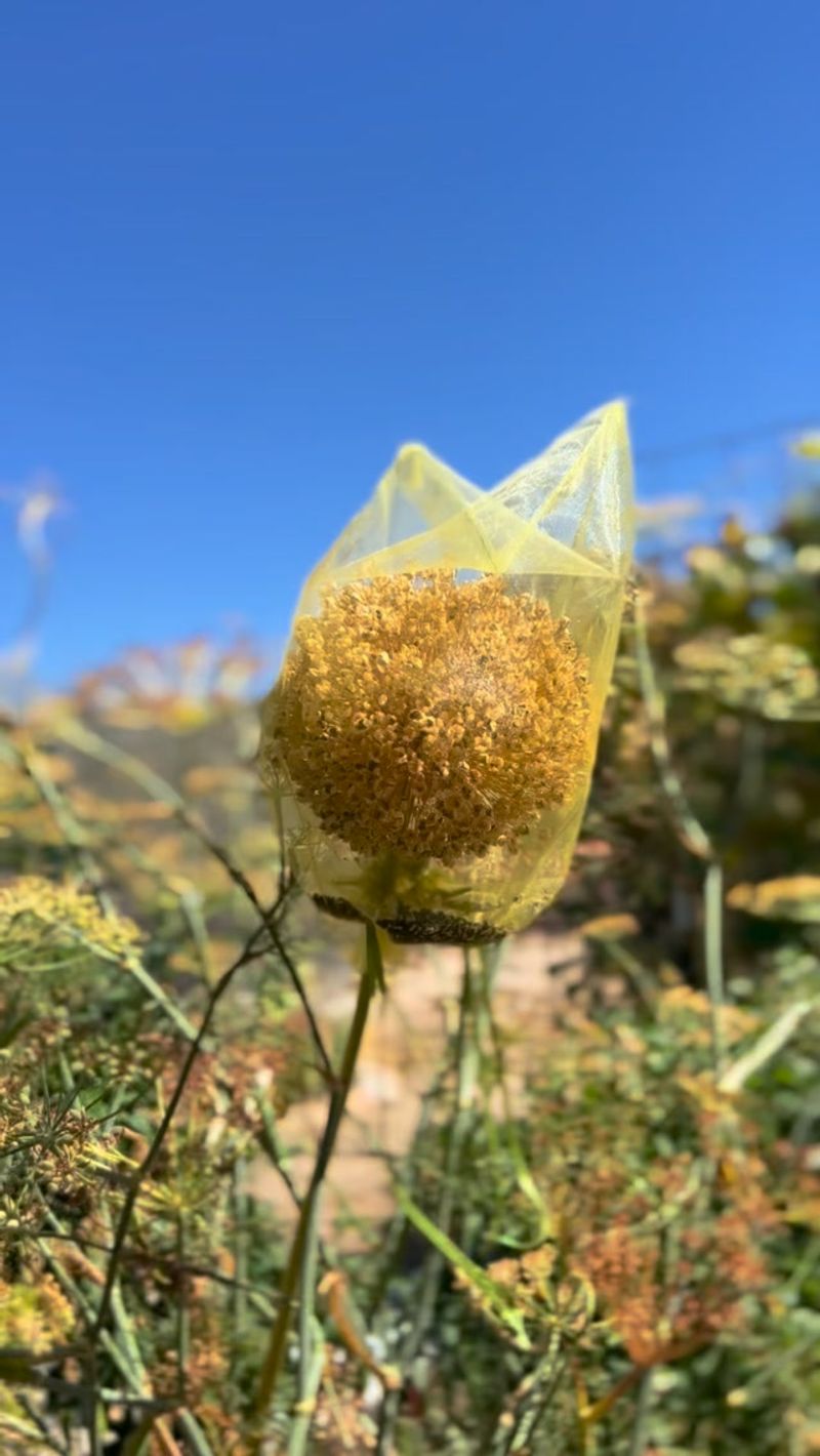 Your Fading Blooms Need A Breathable Little Pouch Your Fading Blooms Need A Breathable Little Pouch