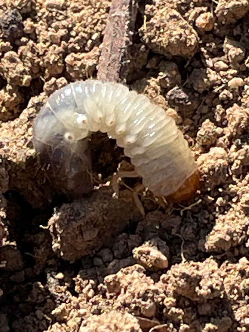 Your Fall Lawn Damage Often Starts With Hungry Grubs Your Fall Lawn Damage Often Starts With Hungry Grubs