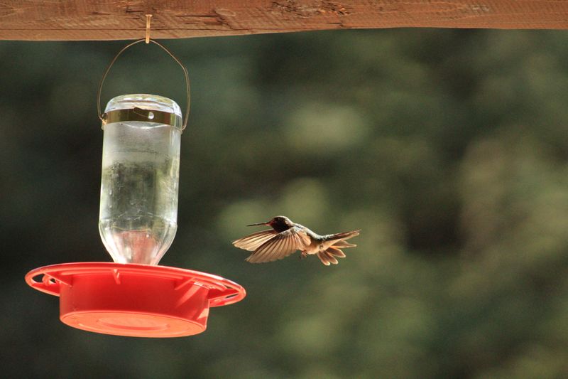 Your Feeder Can Stay Up Longer Than You Expect